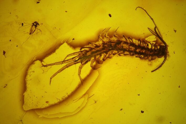 Detailed Fossil Centipede (Chilopoda) In Baltic Amber #128331